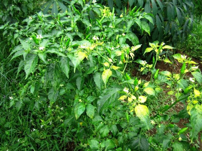 Yellow Curl Leaf Disease in Chilli Pepper