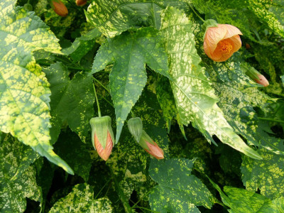 Abutilon Pictum