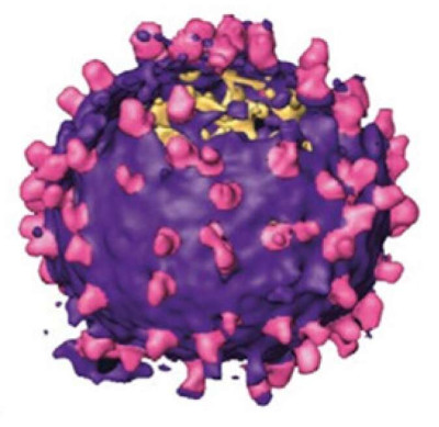 Structure of Murine Leukemia Virus