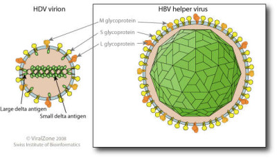 Schematic Drawing of a Virion of the Hepatitis D Virus