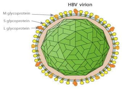 Deltavirus Virion Right-Hepatitis-B-Virus