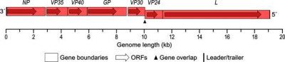 Genome Organization of Marburg Virus