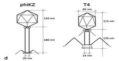 Phage phiKZ and T4