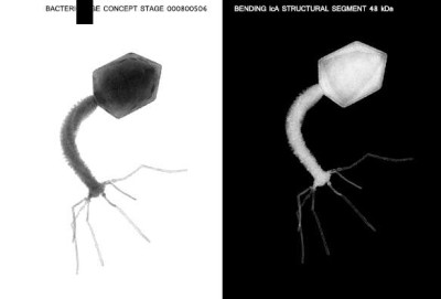 Bacteriophage