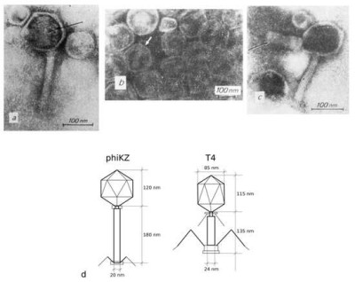 Phage PhiKZ