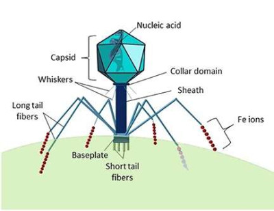 Structure of a Myoviridae Bacteriophage