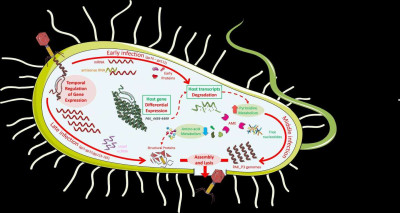 Pseudomonas Bacteriophage PAK_P3 Life Cycle