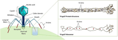 Structure of a Myoviridae Bacteriophage