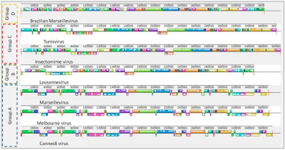 Genome Architecture and Synteny of Some Marseilleviridae