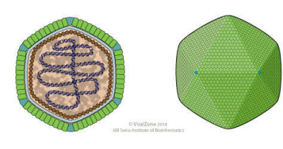 Marseillevirus Virion