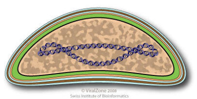 Ascoviridae Virion