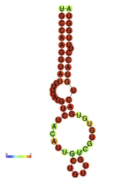 Avian Hepatitis B Virus Epsilon Sequence