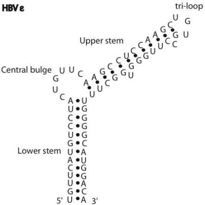 HBV Epsilon