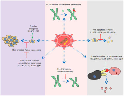 HCMV Proteome Involved in Modulation of Host Cell Controlled Growth