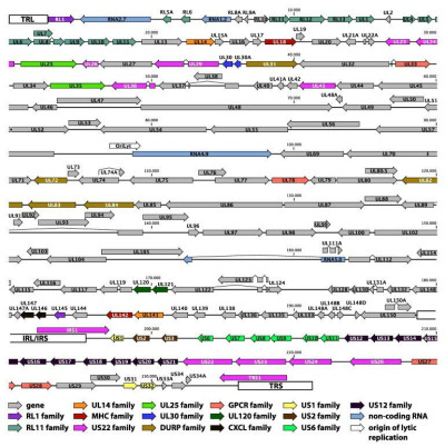 Genom Cytomegalowirusa