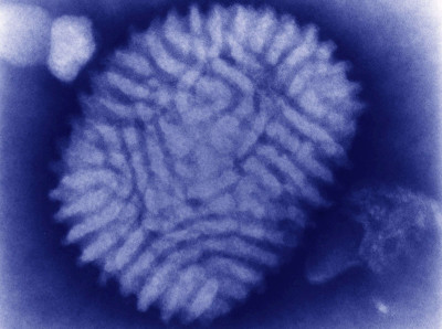 Myxoma Virus