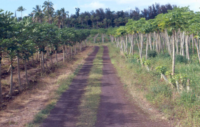 Infected and Disease-Free Papaya Trees