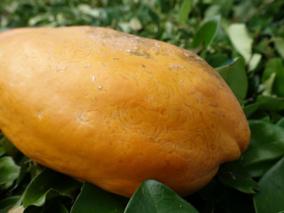 Papaya (Carica papaya)- Ringspot