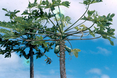 Papaya Ringspot Virus