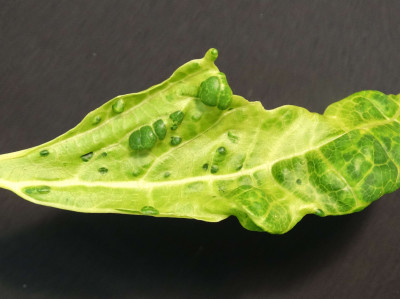 Papaya Ringspot Virus Leaf Symptoms