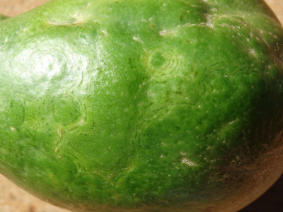 Papaya Ringspot Virus