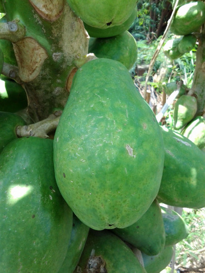 Papaya Rngspot, Caused by Papaya Ringspot Virus