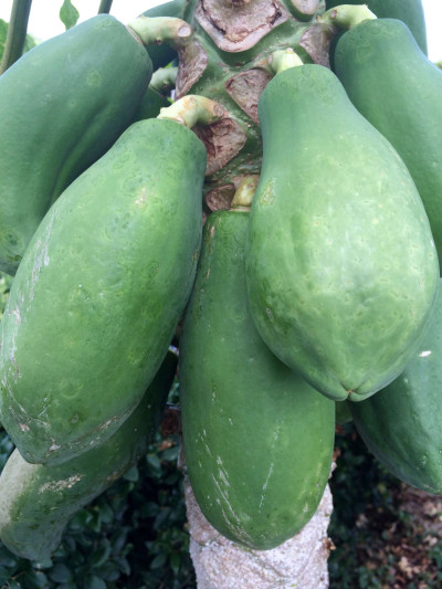 Papaya (Carica papaya) Ringspot Caused by Papaya Ringspot Virus