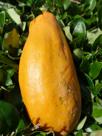 Papaya (Carica papaya) Ringspot