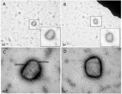 TEM Images of Viral Particles of Camelpox Virus