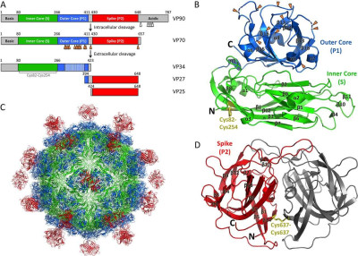 Schematics and Crystal Structures of HAstV-1 CP Core and Spike