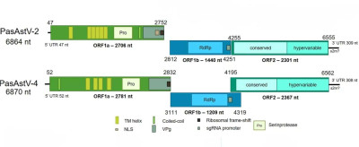 Genomic Organization of Two Novel Passerine Astrovirus