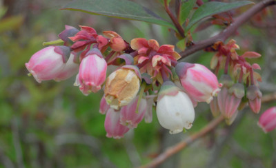 Blueberry Shoestring Virus - Flowers