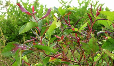 Blueberry Shoestring Virus Symptoms