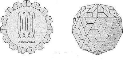 Sobemovirus