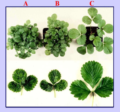 Strawberry Vein Banding Virus Symptomatology