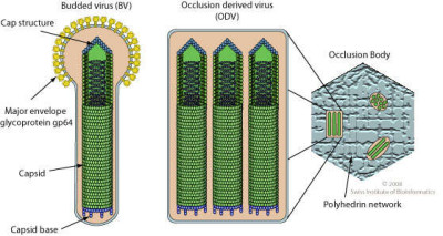 Baculoviridae Virion