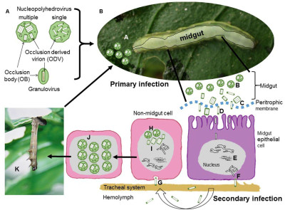 Schematic Representation of Baculovirus Structure and Infection Cycle