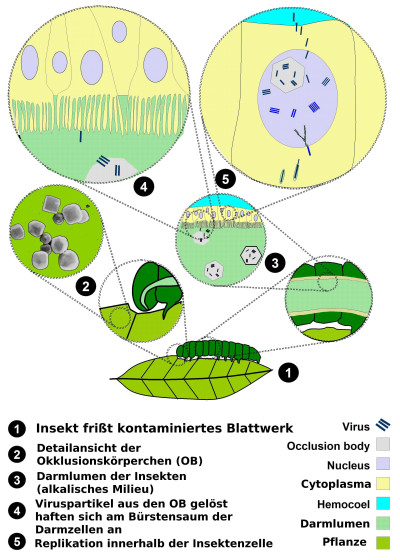 Life Cycle of Baculovirus