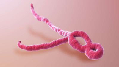 A 3D Medical Animation of Ebola Virus