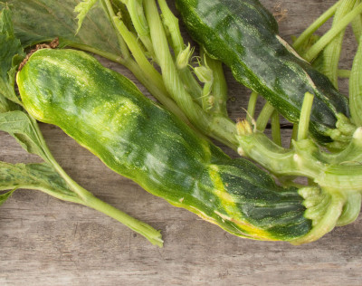 Zucchini Yellow Mosaic Virus Fruits and Leaves (Cropped)