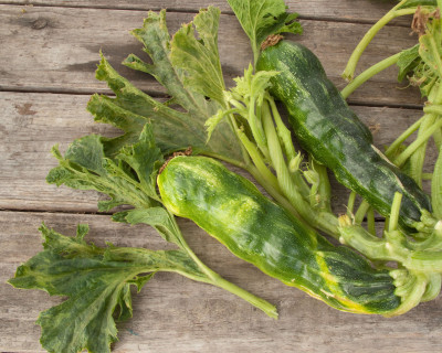 Zucchini Yellow Mosaic Virus Fruits and Leaves