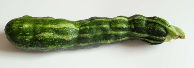 Striped Zucchini with Zucchini Yellow Mosaic Virus