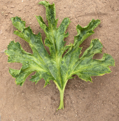 Zucchini Yellow Mosaic Virus Leaf