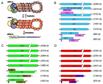 Genomes of Influenza Viruses