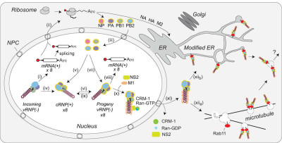 Coordination of vRNP Assembly and Trafficking to the Plasma Membrane