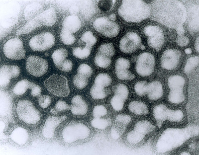 Late Passage Influenza A Virus