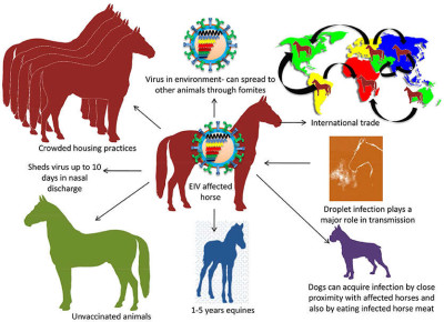 Transmission of Equine Influenza Virus