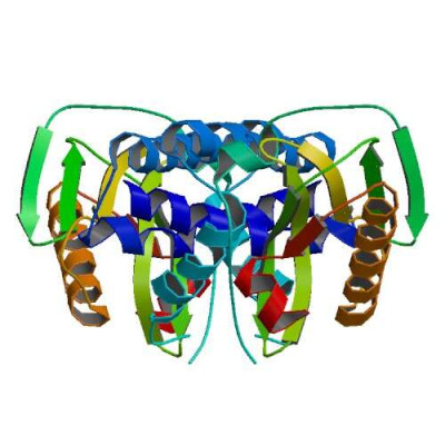 Non-Structural Protein 1 Dimer InfluenzaH5N1 3f5t Bio r 500