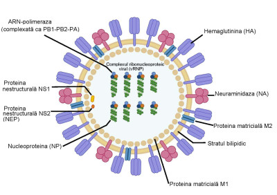 The Structure of Influenza A Virus