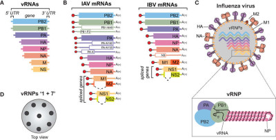 Influenza A and B Viruses